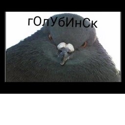 Голубинск  для всех  icon