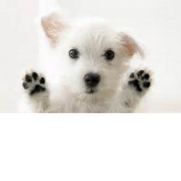 puppy doggie