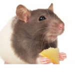 Mice Grounds