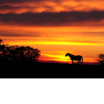 Sunset Academy Horse back riding