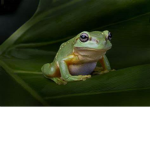 Froggs Unite!