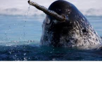 Narwhal City!