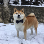 TheCoffinDoge