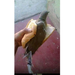 ratas GO