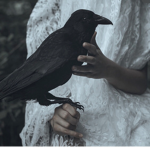 Murder of crows.