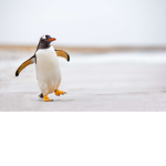 The Penguin Group INC