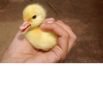 Epic ducky’s (frens)