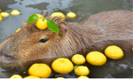 Capybara group slay