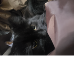FRYbux