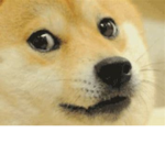 DOGE_fan_club