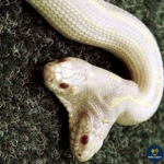 sеrpent