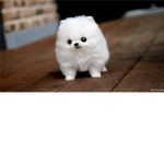 Cute Fuzzy Puppies!