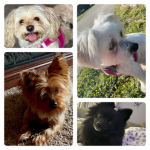 the blessing dogs!