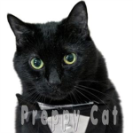 N2 The Talking Cat Fanclub