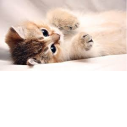 meow