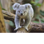 The koalas /NO SLOTHS ALLOWED/