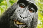 Monkey Paul Squad