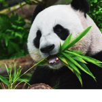 If you love pandas join this group!