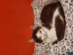MEOW MEOW MEOQ