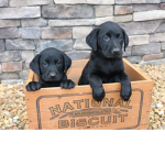 Alfie&Piper Developing Co.
