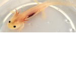 SOPHIE THE BABY AXOLOTL