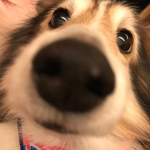 krówki<3