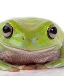 the commando frog group