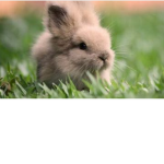 Bunniesareawesome