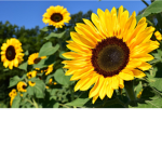 Sunflowers! Only group