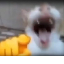 un-realistic life as a cat