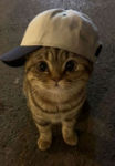blehscat