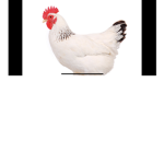 The chicken bones squad