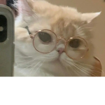 Geilen cat
