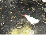 ChickensLivesMatter