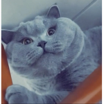 Bulu
