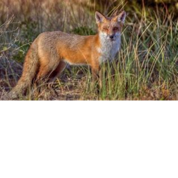 fennecaphobia