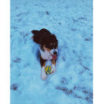 #Girlslovedogs