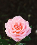 FIxwery_Bouquet -