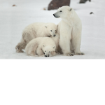 polarbearssquad