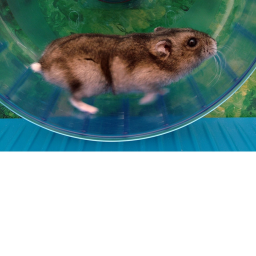 Hamster Club Line runner