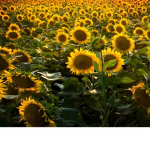 Sunflower's forever!
