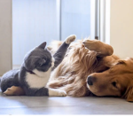 Friendsies for life
