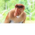 GEKKE MONKEYS