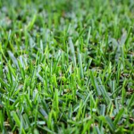 Grass Soldiers Of Roblox