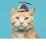 Mrcats kitties