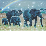 Elite Elephantz