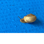 The snail friends