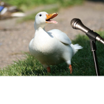 THE DUCK FAN GROUP!!!!!!!!!!!