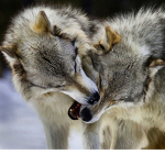 be a bro a wolf or cool