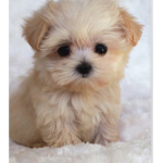 Cute clothing and kittens and puppies love puppies